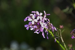 Erysimum linifolium