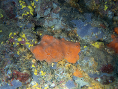 Spirastrella cunctatrix