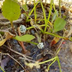 Eriocaulon koernickianum