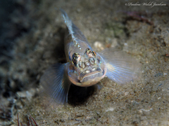 Coryphopterus dicrus