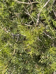 Acacia verticillata