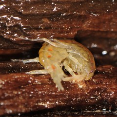Gammarus fasciatus