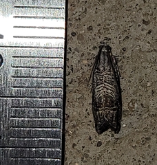 Ofatulena duodecemstriata