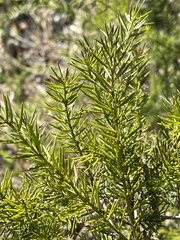 Acacia verticillata