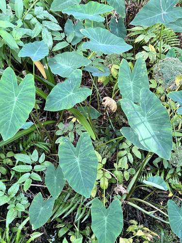 Colocasia esculenta image