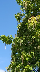 Catalpa speciosa