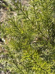 Acacia verticillata