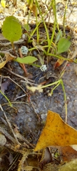 Eriocaulon koernickianum