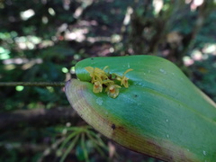 Pleurothallis dibolia