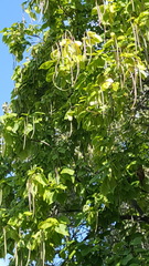 Catalpa speciosa