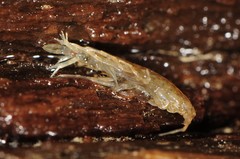 Gammarus fasciatus