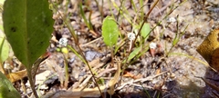 Eriocaulon koernickianum
