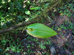 Pleurothallis dibolia