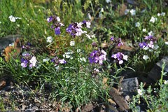 Erysimum linifolium