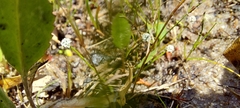 Eriocaulon koernickianum