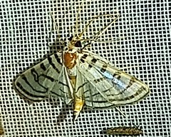 Conchylodes ovulalis