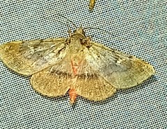 Azeta repugnalis
