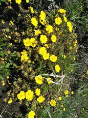 Potentilla humifusa