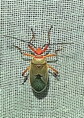 Dysdercus bimaculatus