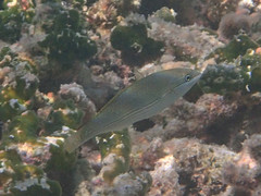 Stethojulis strigiventer