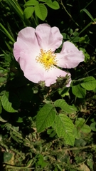 Rosa gallica