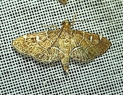 Lamprosema dorisalis