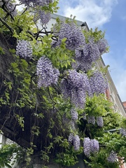 Wisteria