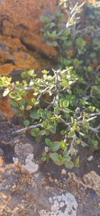 Rhamnus myrtifolia