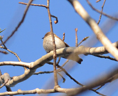 Muscicapa striata