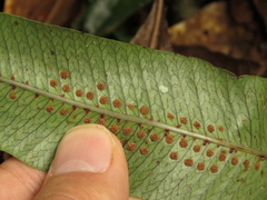 Serpocaulon levigatum
