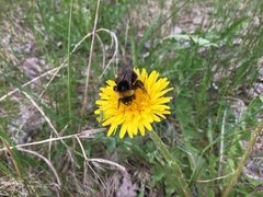 Bombus bohemicus