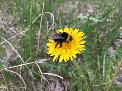 Bombus bohemicus