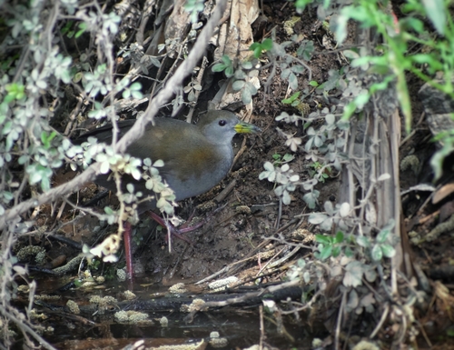Brown Crake (Zapornia akool), photo 7