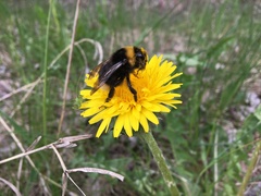 Bombus bohemicus