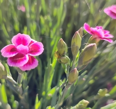 Araniella