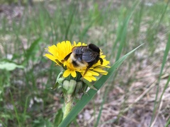 Bombus bohemicus