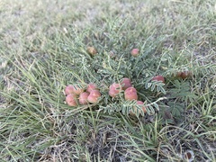 Astragalus crassicarpus