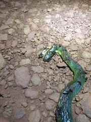 Erythrolamprus typhlus