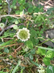 Trifolium repens