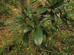 Quercus humboldtii