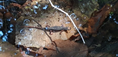 Northern Spectacled Salamander, 40037 Sasso Marconi BO, Italia, photo 8 of 10