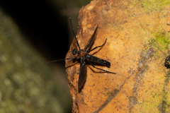 Plecia ruficollis