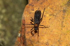Plecia ruficollis