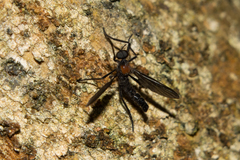 Plecia ruficollis