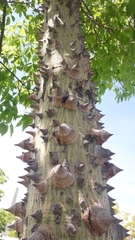 Ceiba speciosa