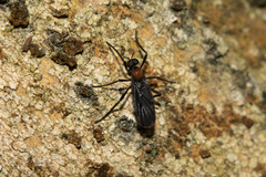 Plecia ruficollis