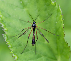 Ptychoptera contaminata