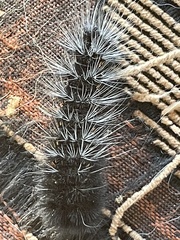 Rhodogastria similis