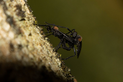 Plecia ruficollis