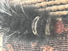 Rhodogastria similis